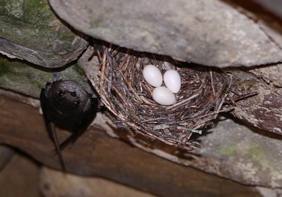 Martinet adulte et son nid dans une cheminée de pierre. Photo : Will Cook.