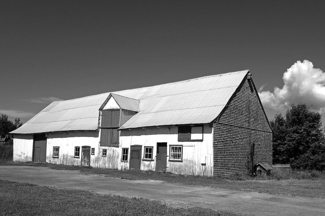 Grange longue québécoise du milieu-fin XIXe siècle, transformé en porcherie. Photo : Arthur Plumpton.